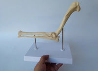 Modelo de codo canino perro VMZ