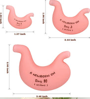 Modelo estomago lactancia recien nacido