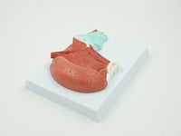 Modelo de anatoma de la Lengua Humana