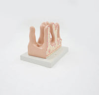 Modelo anatomico vellosidades intestinales