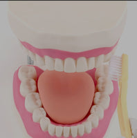 Modelo de demostración dental de dientes magnificada