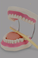 Modelo de demostración dental de dientes magnificada
