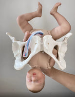 Anatomía de la Pelvis con cordón Umbilical del feto y placenta