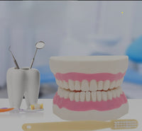 Modelo de demostración dental de dientes magnificada