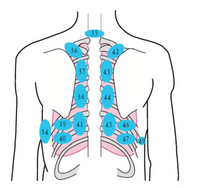 Simulador de auscultacion cardiopulmonar digital por control remoto