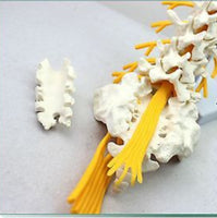 Modelo de vértebra lumbar,(nervio ciático)