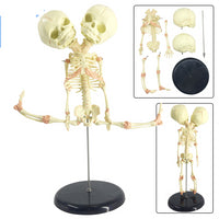 Modelo de esqueleto bebé doble cabeza