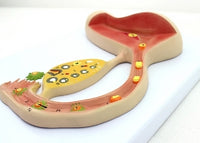 Modelo de huevo humano fertilizado