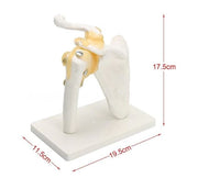 Modelo articulación de hombro