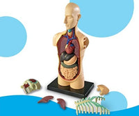 4D Torso Humano
