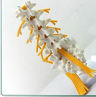 Modelo de vértebra lumbar,(nervio ciático)