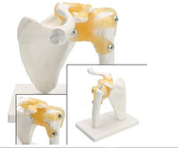 Modelo articulación de hombro