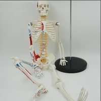 Modelos de Esqueleto Humano de 85cm