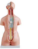 Torso humano de 85 cm (21 piezas)