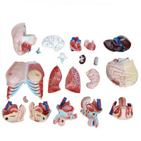 Torso humano de 85 cm (21 piezas)