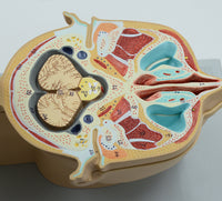 Modelo anatómico de de cabeza en capas