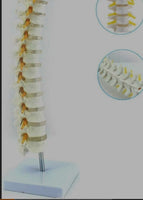 Modelo de discos vertebrales Columna Dorsal