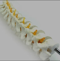 Modelo de discos vertebrales Columna Dorsal