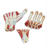 Modelo Anatomico Mano Musculo Vaso sanguineo 7 Piezas