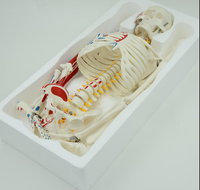 Modelos de Esqueleto Humano de 85cm