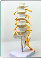Modelo de vértebra lumbar,(nervio ciático)