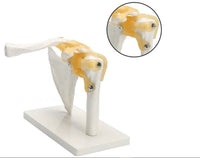 Modelo articulación de hombro