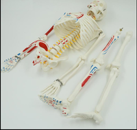 Modelos de Esqueleto Humano de 85cm