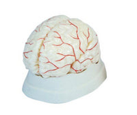 Modelo de arterias cerebrales
