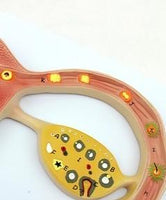 Modelo de huevo humano fertilizado