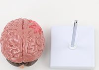 Modelo Cerebral Senil con patología