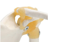 Modelo articulación de hombro