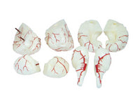 Modelo de arterias cerebrales