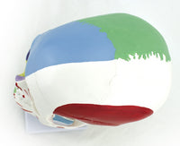 Modelo cráneo colorido con cervicales