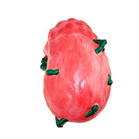 Modelo de Nodo Linfático