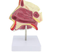 Cavidad Nasal Humana con base