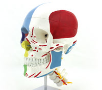 Modelo cráneo colorido con cervicales