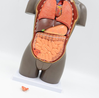 modelo anatomico de Torso unisex desmontable Africano 50 cms - facultad de medicina
