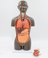 modelo anatomico de Torso unisex desmontable Africano 50 cms - facultad de medicina
