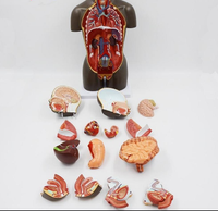 modelo anatomico de Torso unisex desmontable Africano 50 cms - facultad de medicina
