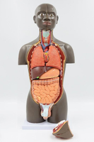 modelo anatomico de Torso unisex desmontable Africano 50 cms - facultad de medicina