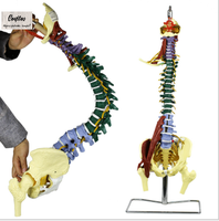 Modelo de Columna Vertebral Humana 85 cm Flexible a Color