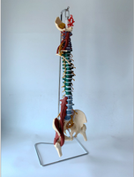 Modelo de Columna Vertebral Humana 85 cm Flexible a Color