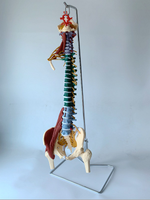 Modelo de Columna Vertebral Humana 85 cm Flexible a Color