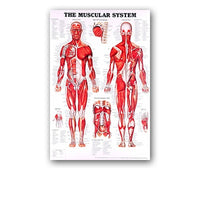 Póster anatomía PIII