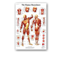 Póster anatomía PIII