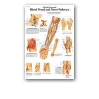 Póster anatomía de Mano, Pie, Rodilla