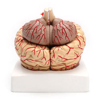 Modelo Anatomico Cerebro Humano escala 1:1