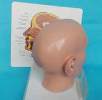 Modelo de cráneo humano, ( otorrinolangorogía)