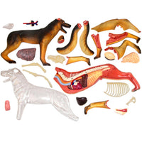 Modelo Anatomico 4D perro.
