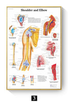 Póster Anatomía y enfermedades humanas